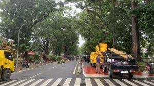 Ibu di Medan Tewas Tertimpa Pohon Tumbang di Jalan Imam Bonjol