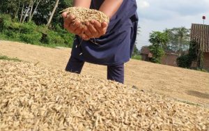 September 2024, Harga Gabah Alami Penurunan di Petani Sumut