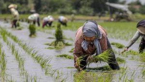 Perkuat Swasembada Pangan, Pemko Medan Terus Tingkatkan Koordinasi ke Beberapa Daerah