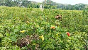Harga Cabe Rawit Anjlok, Petani Berharap Pemerintah Berikan Solusi