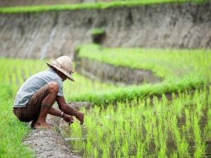 PPN Naik Menjadi 12 Persen, Harga Pokok Produksi Pertanian Jadi Lebih Mahal