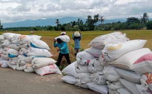 Bulog Sumut Serap 420 Ton Gabah