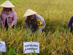 Kapolres Langkat Hadiri Panen Raya Padi di Kecamatan Hinai