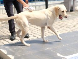Bea Cukai Batam Perkenalkan Anjing Pelacak Baru