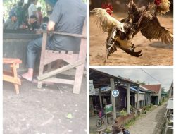 Ada Lapak Sabung Ayam di Penampungan Paya Bakung Sunggal Bebas Beroperasi, Buka 3 Kali Seminggu