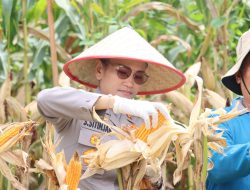 Dukung Program Prioritas Presiden RI Ketahanan Pangan, Kapolres Pematangsiantar Hadiri Panen Raya