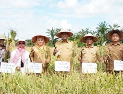 Bupati Syah Afandin Dorong Kemandirian Benih Padi di Langkat, Panen Inpari 33 Sukses