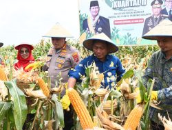Panen Raya Jagung, Wabup Deli Serdang: Bahu Membahu Dukung Ketahanan Pangan