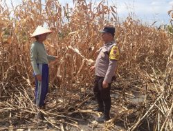 Dukung Ketahanan Pangan, Polsek Siantar Marihat Sambangi Warga Tanami Jagung