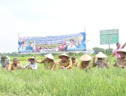 Dinilai Lebih Menguntungkan, Petani Desa Sidodadi Ramunia Pilih Tanam Bawang Merah