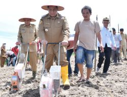 Gubsu Bantu Bibit Jagung 40 Hektare, Bupati Samosir Turun Lapangan Tanam Benih Bersama Petani