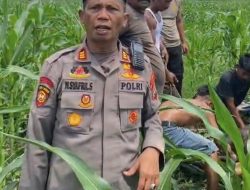 Respon Cepat Sat Samapta Polres Langkat Berhasil Amankan Hewan Qurban Lepas di Stabat