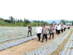 Bupati Samosir Bersama Kapolda Sumut Tinjau Lokasi Penanaman Bawang Putih di Simanindo