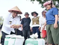 Taksi Alsintan Permudah Petani, Bupati Samosir Vandiko T. Gultom Turun Langsung Panen Padi Bersama Masyarakat