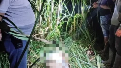 Diduga Jadi Korban Perampokan, Jasad Driver Taksi Online Ditemukan di Kebun Tebu Buluh Cina