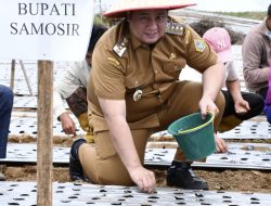 Bupati Samosir Serahkan Bantuan Kementan RI 4 Ton Benih Bawang Putih