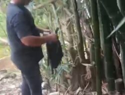 Sulap Pohon Bambu Jadi Gudang Penyimpanan Narkoba, Satresnarkoba Polrestabes Medan Bongkar Modus Baru Peredaran Ganja