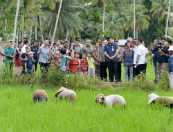Bobby Nasution Tinjau Irigasi Afia, Dorong Produktivitas dan Sejahterakan Petani Gunungsitoli