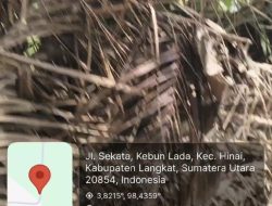 Kecamatan Hinai Darurat Narkoba, APH Didesak Tindak Tegas